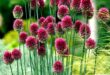 Allium Flowers