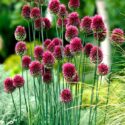 Allium Flowers