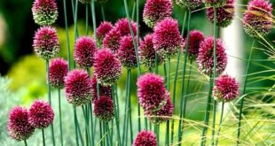 Allium Flowers