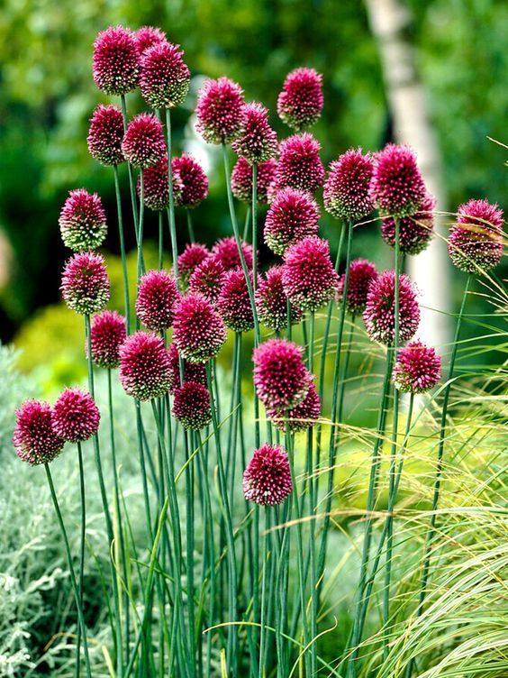 Allium Flowers