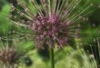 Allium Flowers