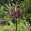 Allium Flowers