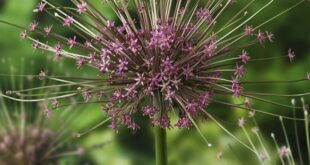 Allium Flowers