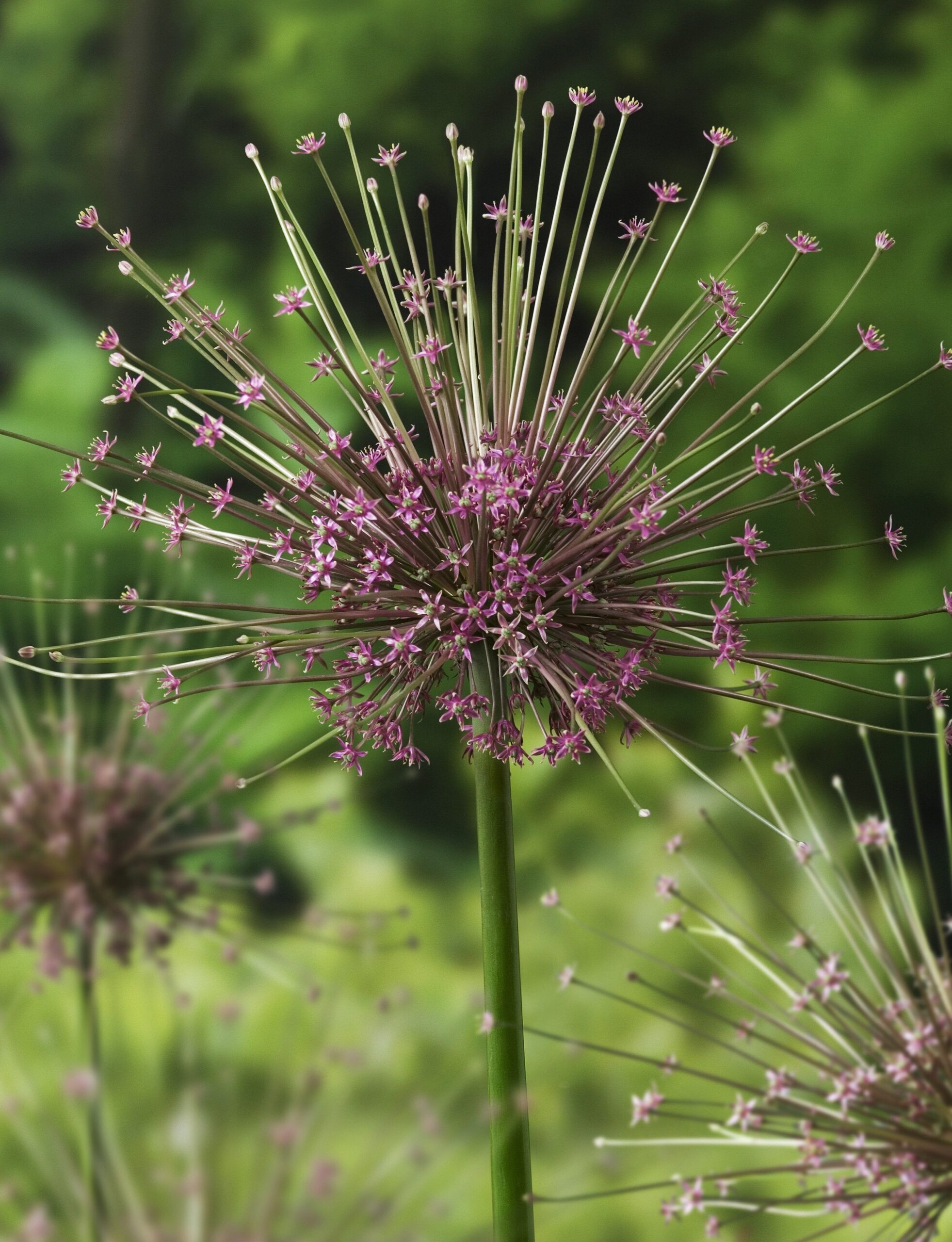 Allium Flowers Stunning Blooms of the Allium Plant