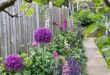 Allium Flowers