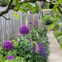 Allium Flowers