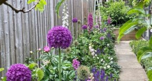 Allium Flowers