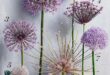 Allium Flowers