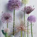 Allium Flowers