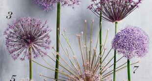 Allium Flowers