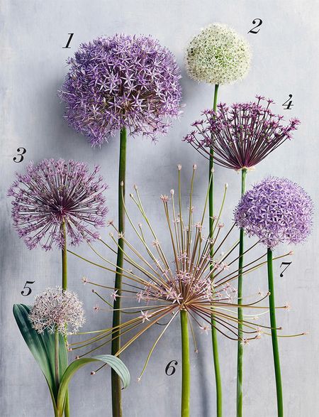 Allium Flowers