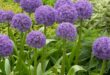 Allium Flowers