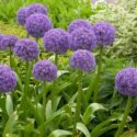 Allium Flowers