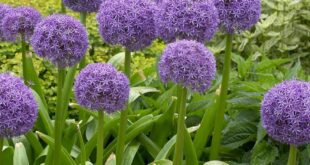 Allium Flowers