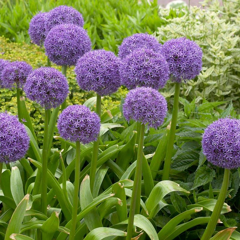 Allium Flowers The Stunning Beauty of Alliums in Full Bloom