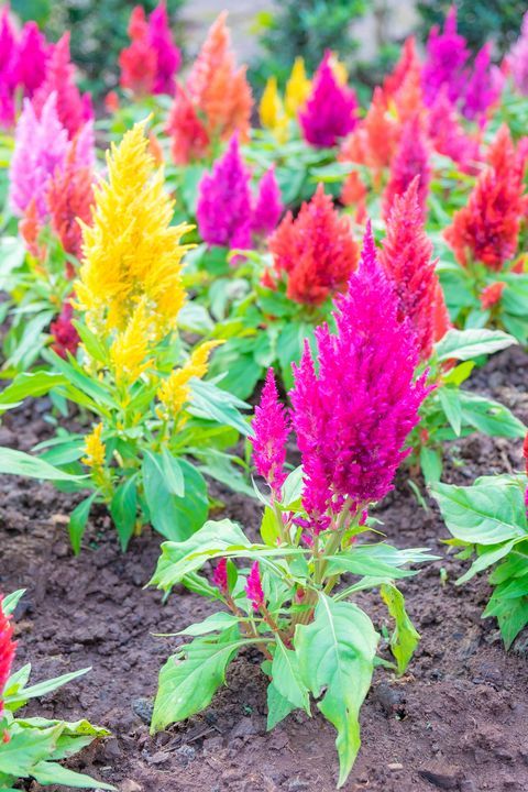 Annual Flowers: A Colorful Addition to Your Garden