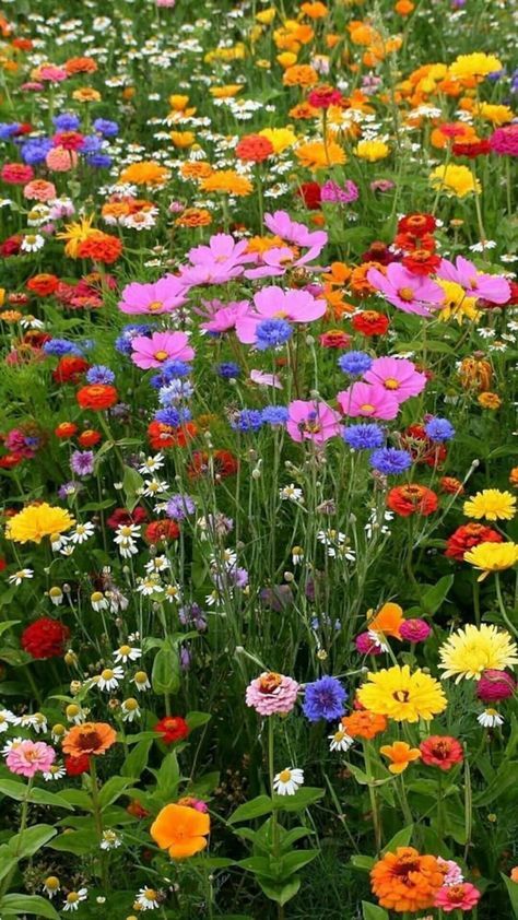 Annual Flowers The Best Blooms for Your Garden Every Year