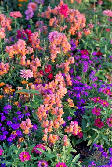 Annual Flowers Why You Should Consider Planting Blooms That Only Last One Season