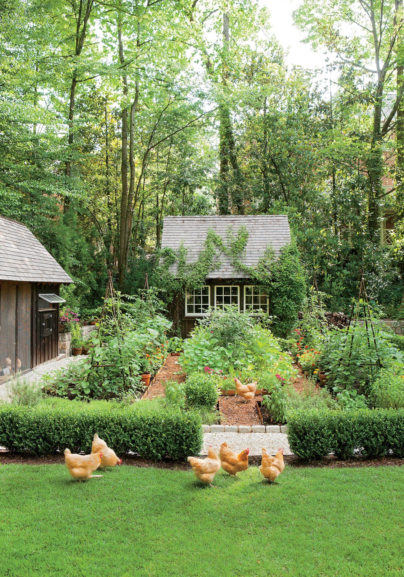 Backyard Garden Transforming your Outdoor Space into a Lush, Green Oasis