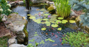 Backyard Pond Ideas