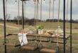 Backyard Swing