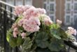 Balcony Flowers