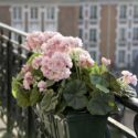 Balcony Flowers