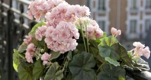 Balcony Flowers