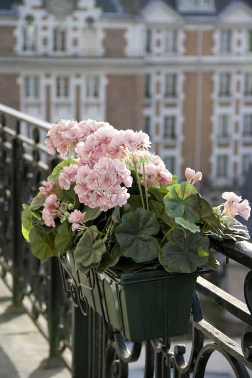 Balcony Flowers