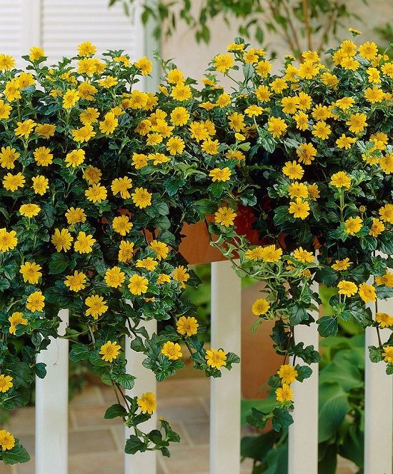 Balcony Flowers Blooming Beauties – How to Make Your Balcony Burst with Color