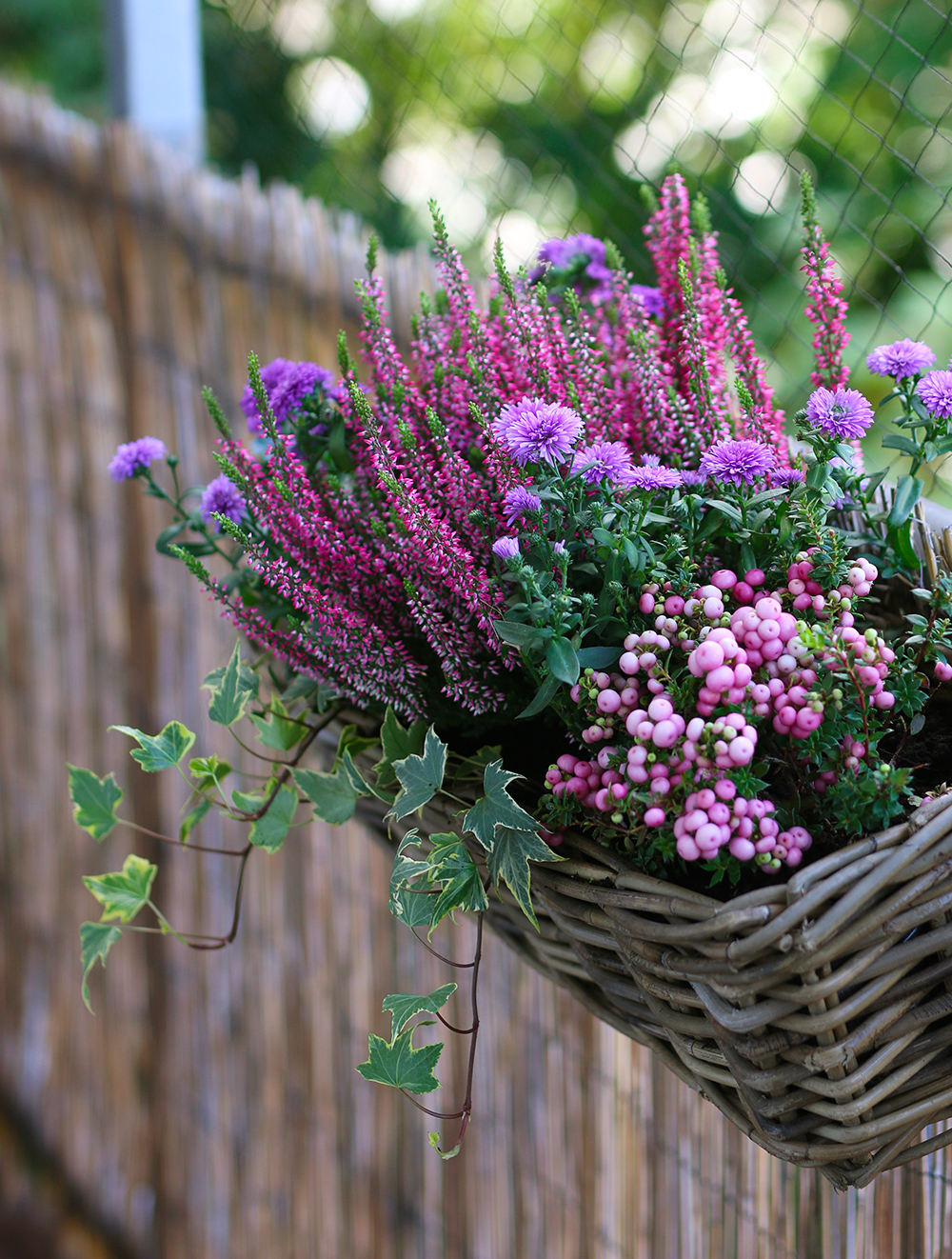 Balcony Flowers Blooming Beauties