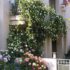 Balcony Flowers