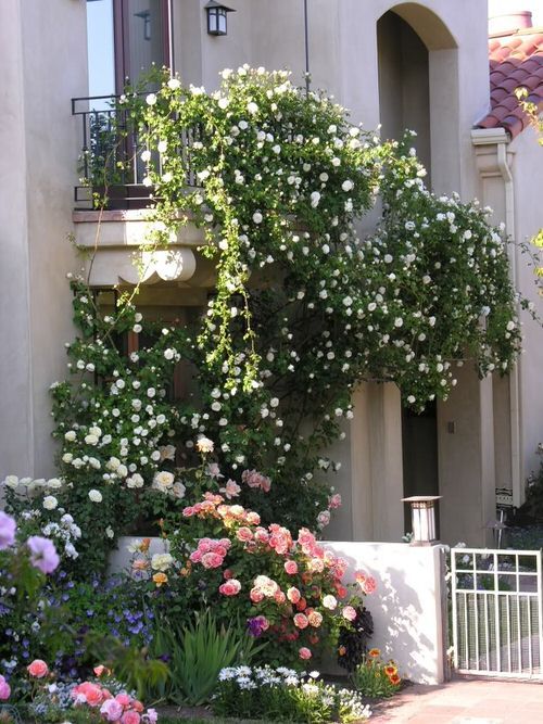 Balcony Flowers Bring Color and Life to Urban Spaces