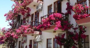 Balcony Flowers