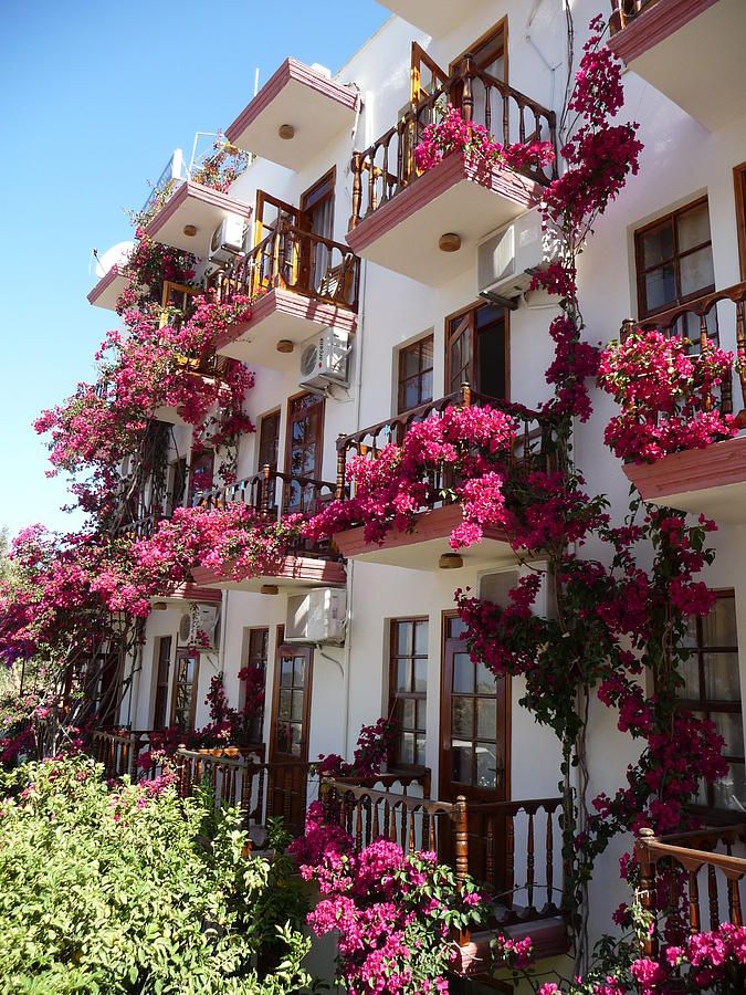 Balcony Flowers Enhance Your Outdoor Space with Beautiful Blooms from Above