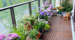 Balcony Flowers