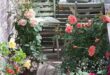 Balcony Flowers