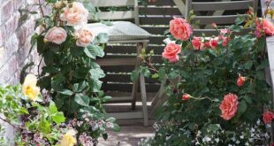 Balcony Flowers