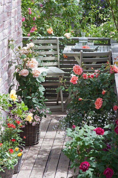 Balcony Flowers