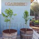 Barrel Planter Ideas