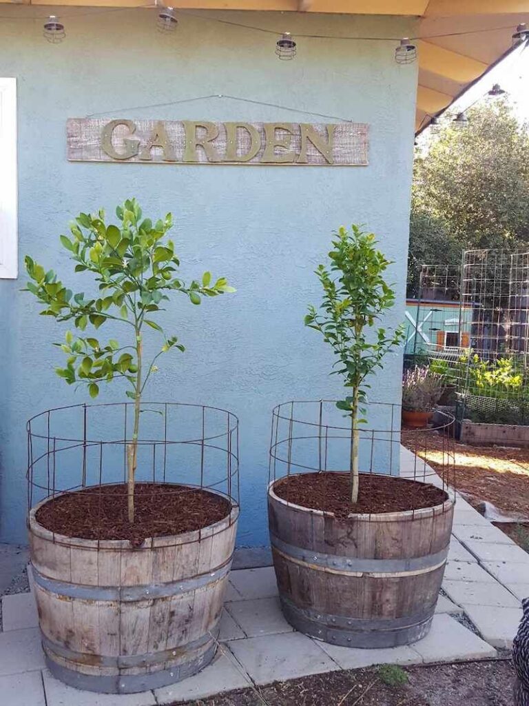 Barrel Planter Ideas