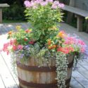 Barrel Planter Ideas