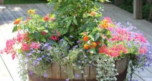 Barrel Planter Ideas