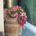 Barrel Planter Ideas