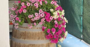 Barrel Planter Ideas