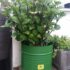 Barrel Planter Ideas