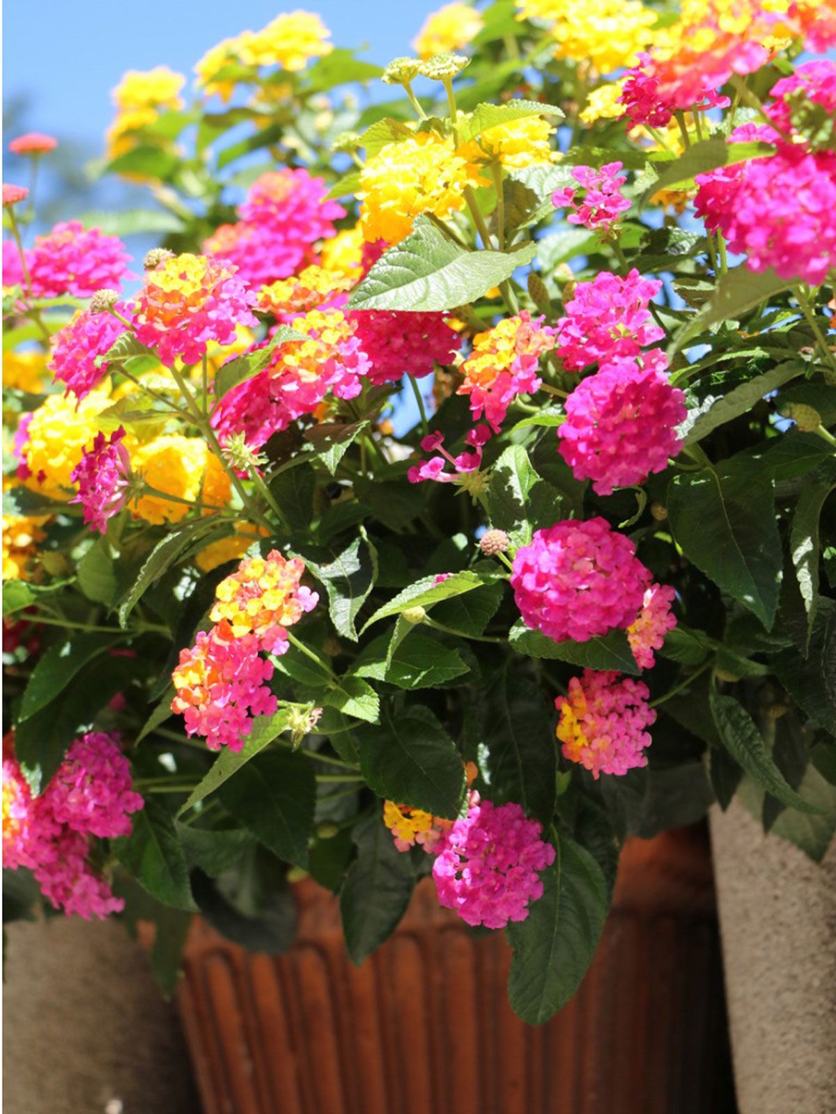 Beautiful Blooms in a Pot: How to Grow and Care for Lantana Flowers