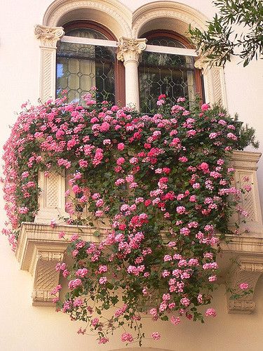balcony flowers