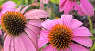 Best Plants Around The Pool