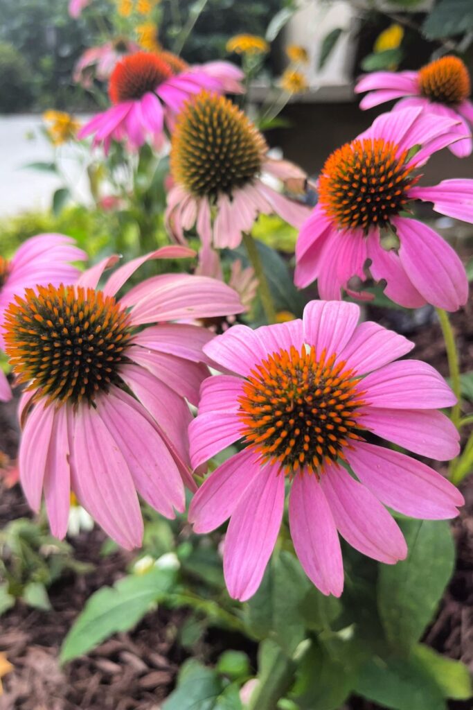 Best Plants Around The Pool